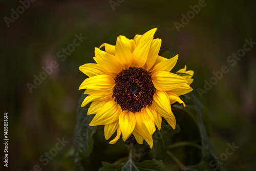 Sunflower in the garden - yellow and green together - closeup photo 
