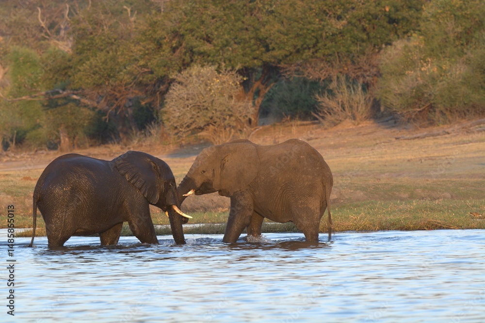 Фотография elephants in the water