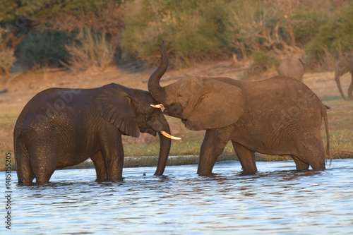 Canvas Print elephants in the water
