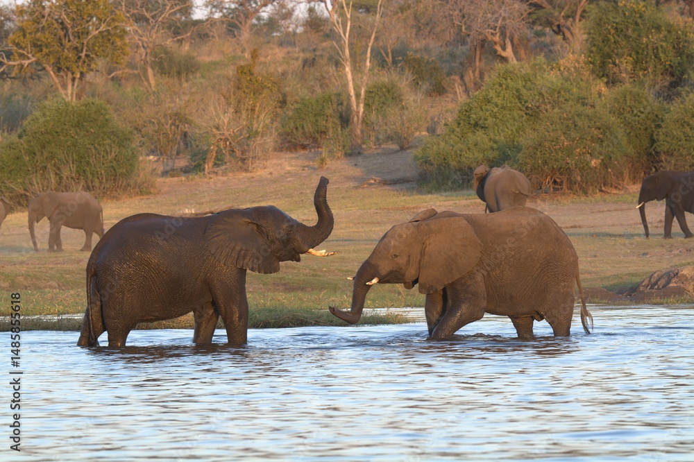 Φωτογραφία elephants in the water