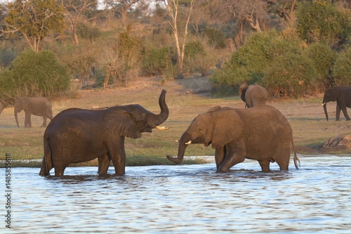 Photography elephants in the water