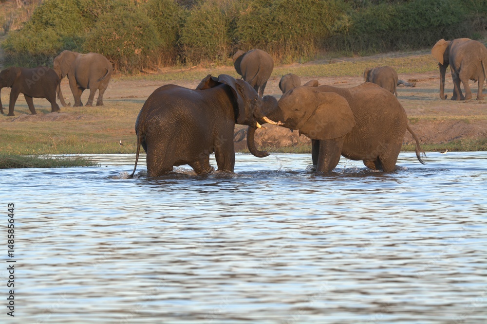 Φωτογραφία elephants in the water