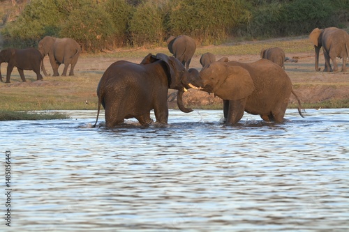 Photography elephants in the water