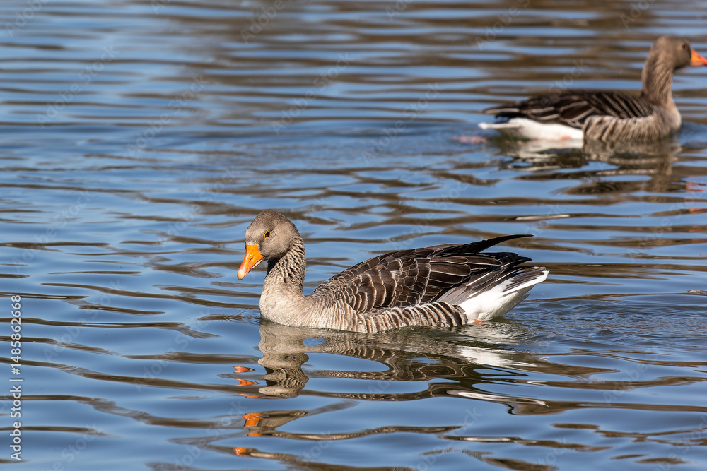 The greylag goose spreading its wings on water. Anser anser is a species of large goose The greylag goose spreading its wings on water. Anser anser is a species of large goose