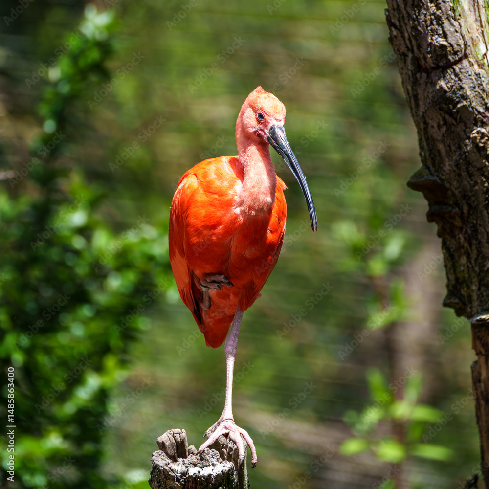 Naklejka premium The Scarlet ibis, Eudocimus ruber is a species of ibis in the bird family Threskiornithidae.