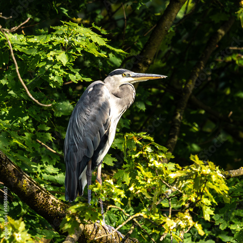 Grey heron, Ardea cinerea, sitting on a branch in a tree and looking around