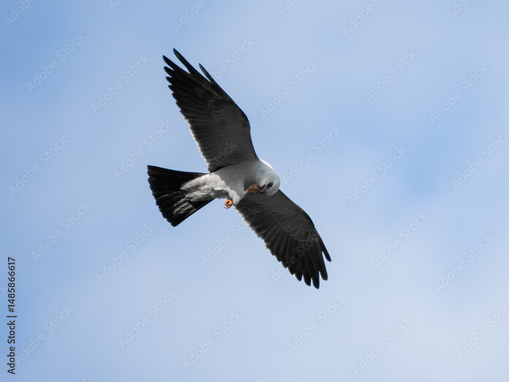Obraz premium Mississippi kite bird in flight