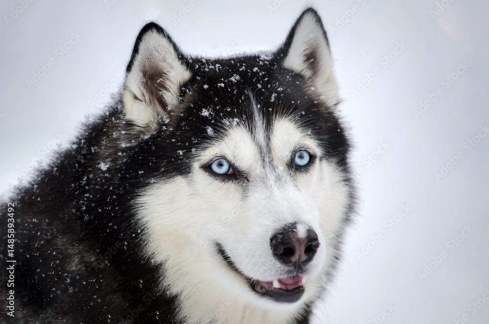 Close-up of husky amidst snowfall, displaying sharp blue eyes and thick fur coat. Snowflakes rest on dark fur, creating striking contrast. Overcast lighting enhances winter feel Close-up of husky amidst snowfall, displaying sharp blue eyes and thick fur coat. Snowflakes rest on dark fur, creating striking contrast. Overcast lighting enhances winter feel