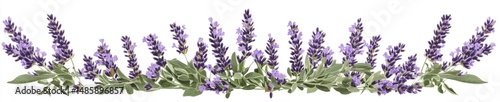 Lavender and Sage Blossoms