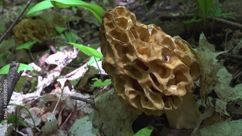 A close-up of a Morel Mushroom with a bug on the cap and a second Morel behind it.