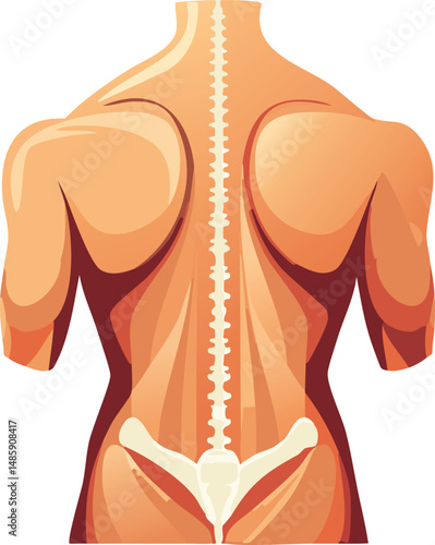 human body anatomy