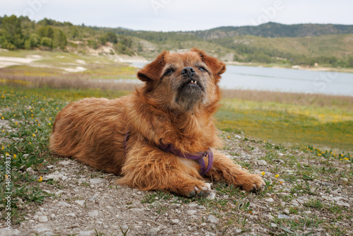 Canvastavla Perro mestizo sentado en primer plano con fondo de pantano de Beniarres, España