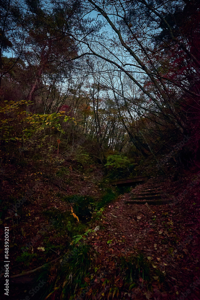 Obraz premium 紅葉