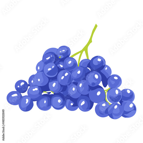 Bunch of blue grapes on a white background. Vector illustration