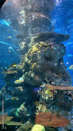 Colorful fish swim among the coral reefs in an aquarium , vertical video 