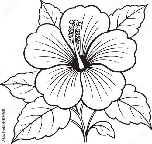 Elegant line art hibiscus flower botanical illustration