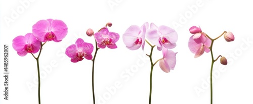 Wallpaper Mural The graceful beauty of vibrant orchids in a delicate floral arrangement Torontodigital.ca