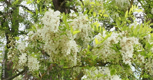 (Robinia pseudoacacia) Spring flowering of a Black locust tree adorned of loose drooping clumps creamy-white flowers papilionaceous-shaped
