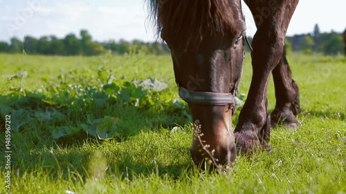 Close-up of a black horse grazing on a lush green meadow on a sunny summer day, capturing the peaceful rural life