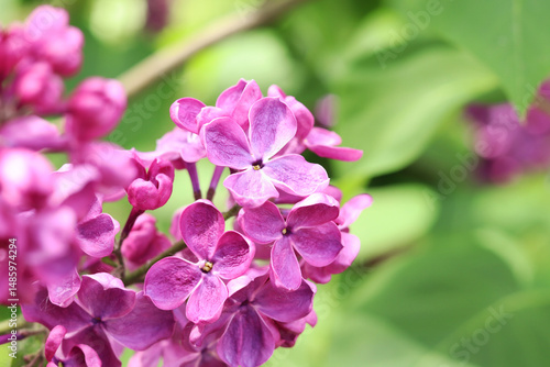 Wallpaper Mural Beautiful varietal lilac flowers with selective focus. Floral background. Nature in spring. Close-up of lilac bush blossom Torontodigital.ca