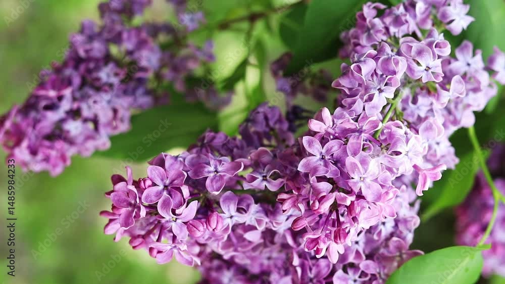 Blossoming lilac on a blurred background. Beautiful flowers close-up. Lilac with a blurred green background of a garden or park. Nature. Spring background. Lilac branches on a bush with green leaves Blossoming lilac on a blurred background. Beautiful flowers close-up. Lilac with a blurred green background of a garden or park. Nature. Spring background. Lilac branches on a bush with green leaves