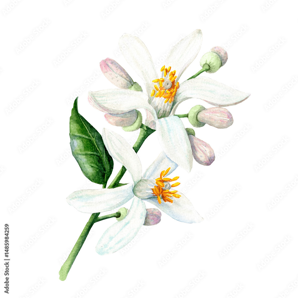 Fototapeta premium Lemon flowers Hand drawn illustration