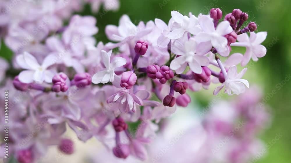 Blossoming lilac on a blurred background. Beautiful flowers close-up. Lilac with a blurred green background of a garden or park. Nature. Spring background. Lilac branches on a bush with green leaves Blossoming lilac on a blurred background. Beautiful flowers close-up. Lilac with a blurred green background of a garden or park. Nature. Spring background. Lilac branches on a bush with green leaves