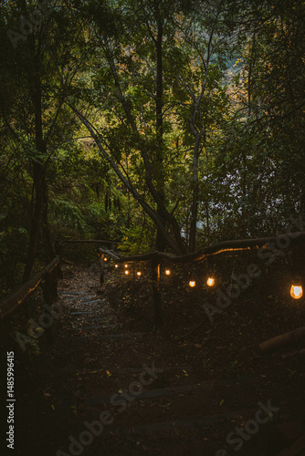 lights in the forest, south of Chile