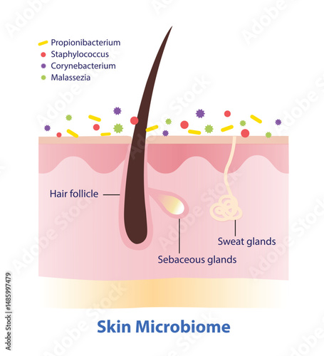 Infographic of Skin Microbiome illustration on white background. Cross section of skin layer with hair follicle, sweat gland and commensal bacteria, viruses, fungi and mites cover the surface skin.