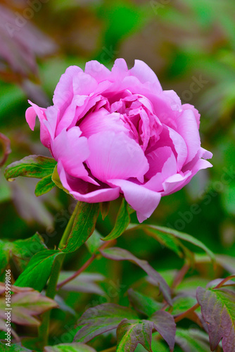 Wallpaper Mural 五泉ボタン園（新潟県） Torontodigital.ca