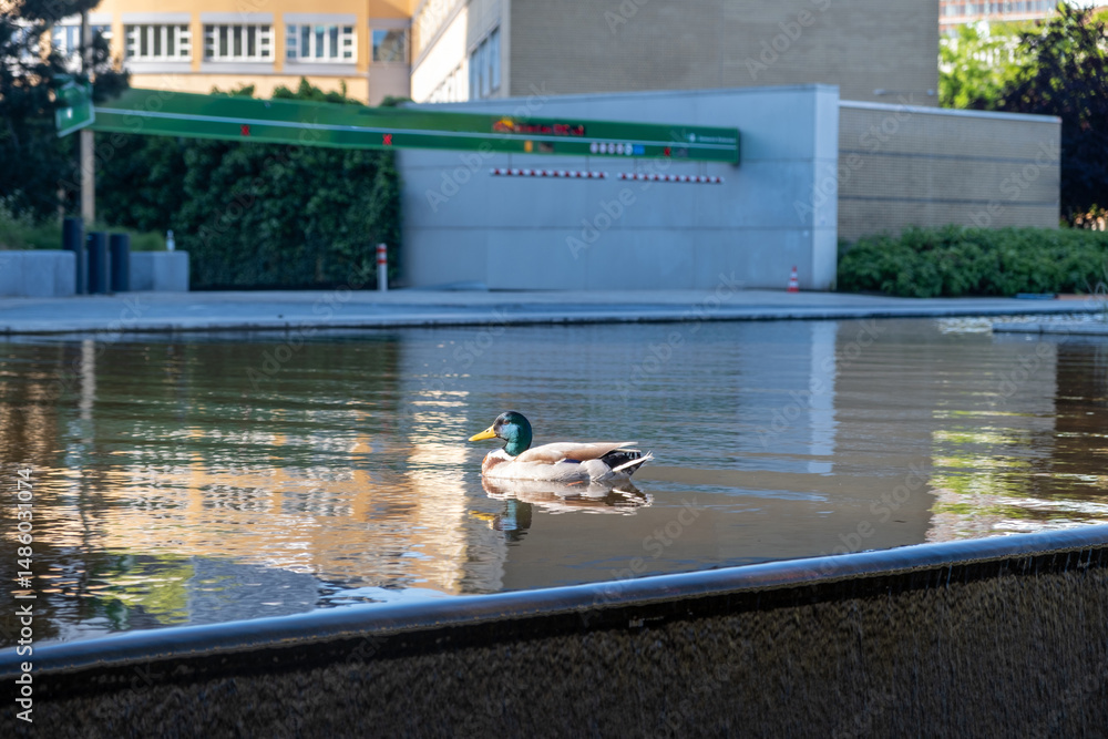 Duck in a pond at Museum Boijmans Van Beuningen garden, Rotterdam Netherlands.