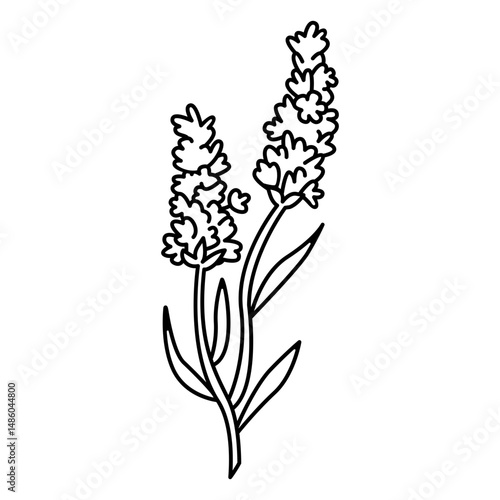 Lavender flowers in a stem stroke