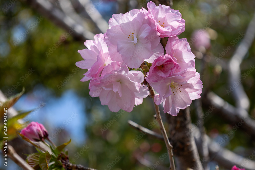 Obraz premium 桜の木の背景