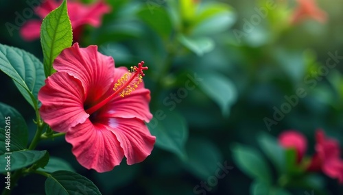 Bold hibiscus blossoms, vibrant tropical foliage , bloom, flowers, orange