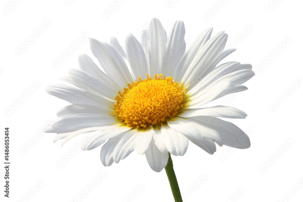 Fototapeta premium Close-up of a Delicate White Daisy Flower with Yellow Center Isolated on White Background