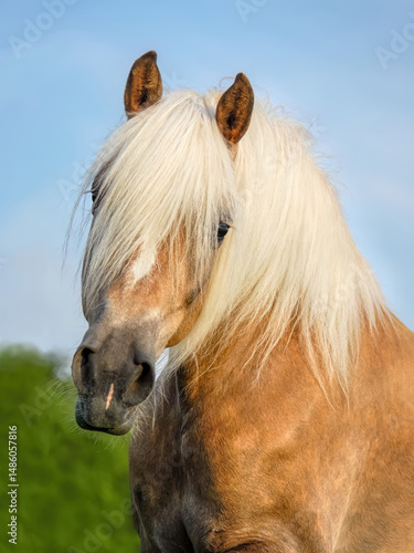 An alert Haflinger horse mare with a long flaxen mane and forelock, the ears are pricked forward, a frontal head portrait with a white snip and blaze marking, Germany 
