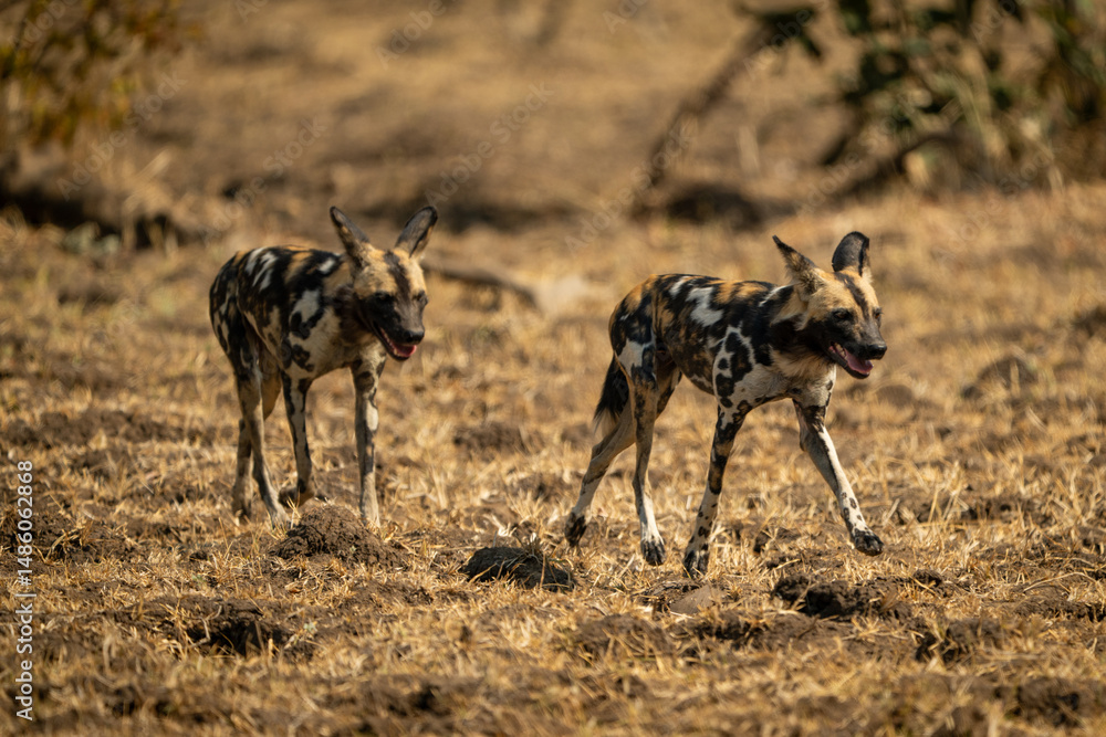 Fototapeta premium African wild dogs cross plain towards camera