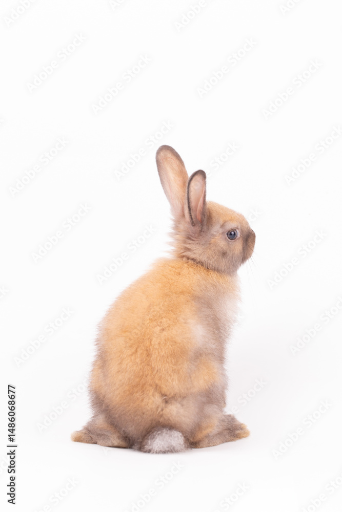 Obraz premium Adorable Pet Rabbit, Cute Fluffy, White Mammal with Large Ears on Background, Showcasing Its Small, Furry, Domestic Nature, Perfect for Easter Celebrations and Farm Enthusiasts