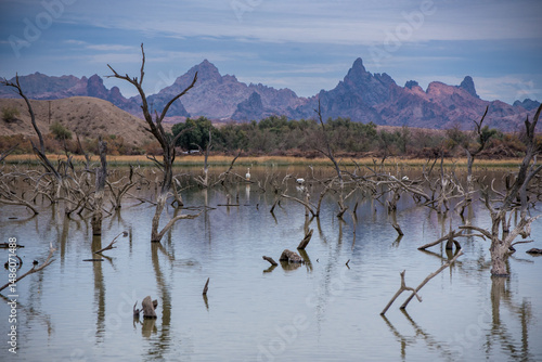Mountains and dead trees reflected in calm water at Catfish Paradise in Havasu National Wildlife Refuge, Arizona.