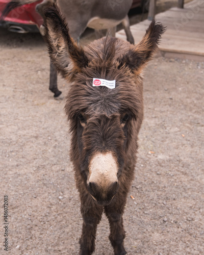A wild donkey with a 