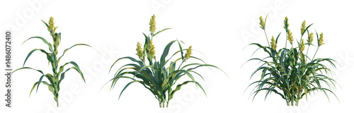 Foto Sorghum bicolor tree png 4k cutout transparent isolate