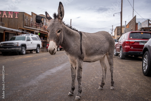 A wild donkey walks the streets in Oatman, Arizona, with Route 66 mural.
