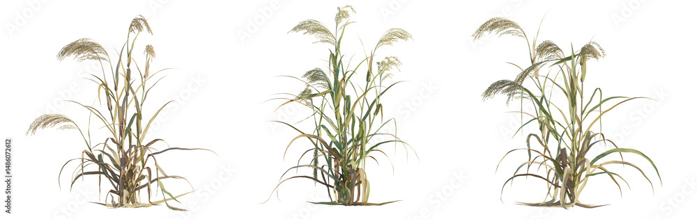 Obraz premium Panicum miliaceum tree png 4k cutout transparent isolate