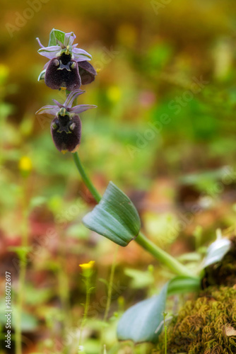 Orchidea (Ophrys chestermanii). Domusnovas (Carbonia Iglesias) photo