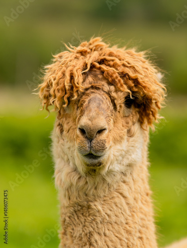 Cute brown alpaca portrait standing surrounded by green meadows. Curly haired adorable animal used for human therapy and wool.