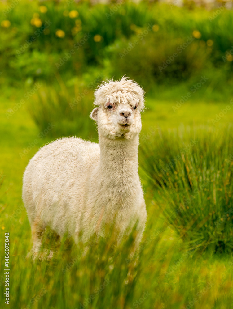 Fototapeta premium White alpaca male with visible psoriasis inflamation around his eye. Skin condition affecting face of an animal causing itch, pain and discomfort. Medicine for it is not available due to Brexit.