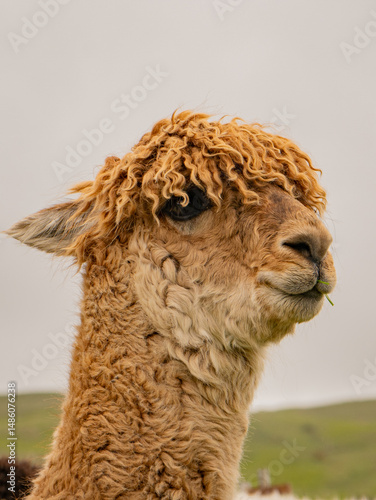 Cute brown alpaca portrait standing surrounded by green meadows. Curly haired adorable animal used for human therapy and wool.
