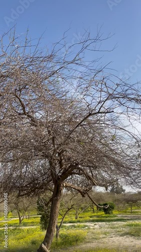 Tree in spring with bird sound