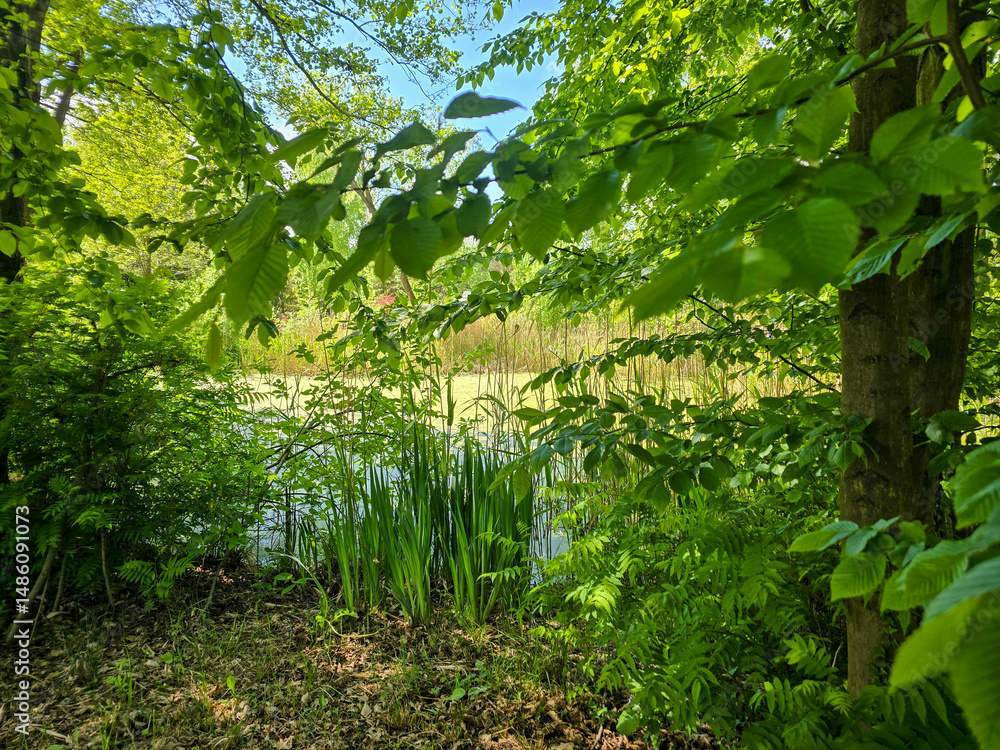Fototapeta premium Enchanted Forest Swamp Mystical Wilderness Landscape