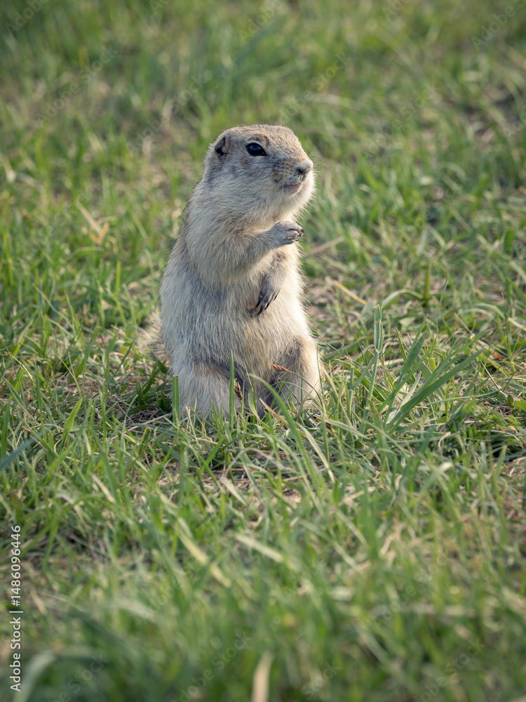 Fototapeta premium A prairie dog standing on its hind legs on a grassy lawn